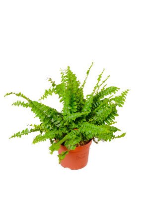 Нефролепис Грин Леди Нефролепис Грин Леди