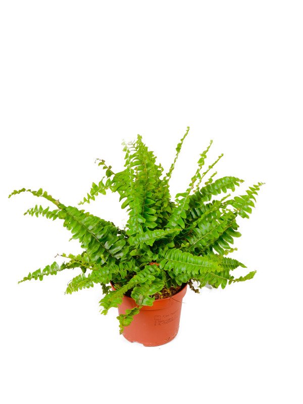 Нефролепис Грин Леди Нефролепис Грин Леди