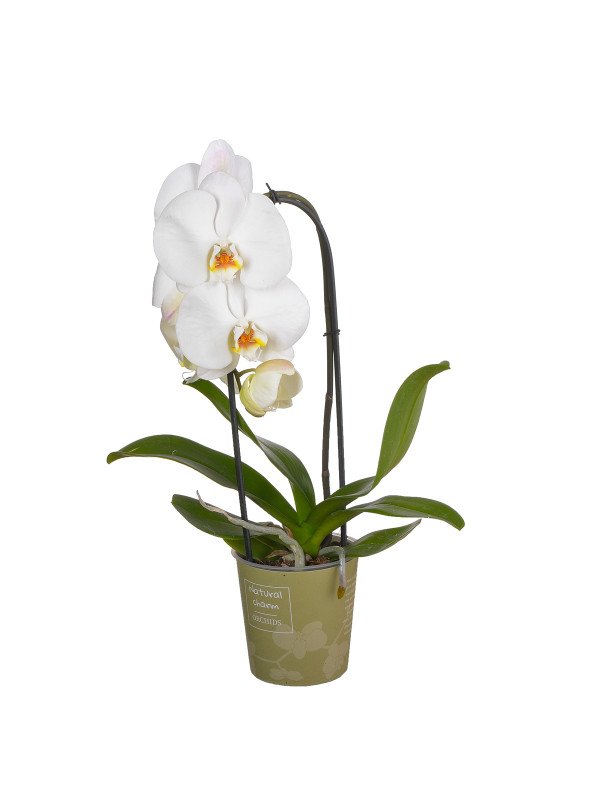 Орхидея Фаленопсис Каскад микс 1 Цв