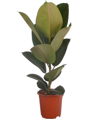 Фикус ‘Робуста’ Фикус ‘Робуста’