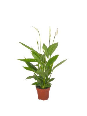 Спатифиллум Алана Спатифиллум Алана