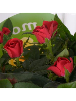 Роза ‘Бомонд’