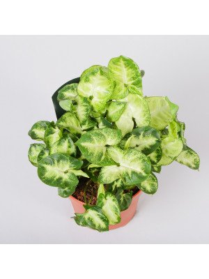 Сингониум Пикси