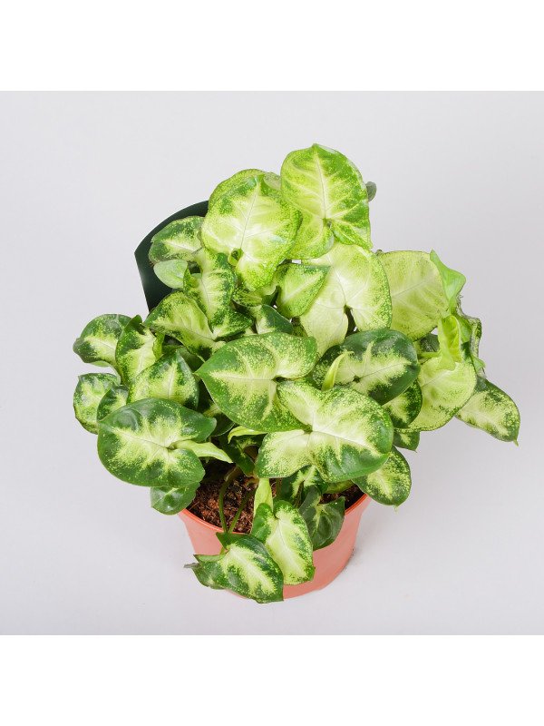 Сингониум Пикси