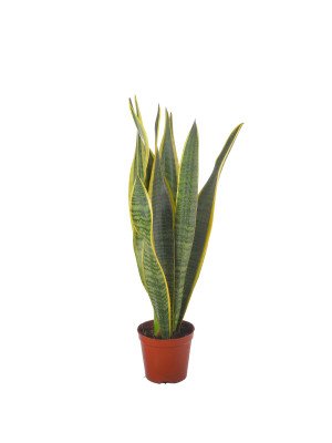 Сансивиерия Лаурентия