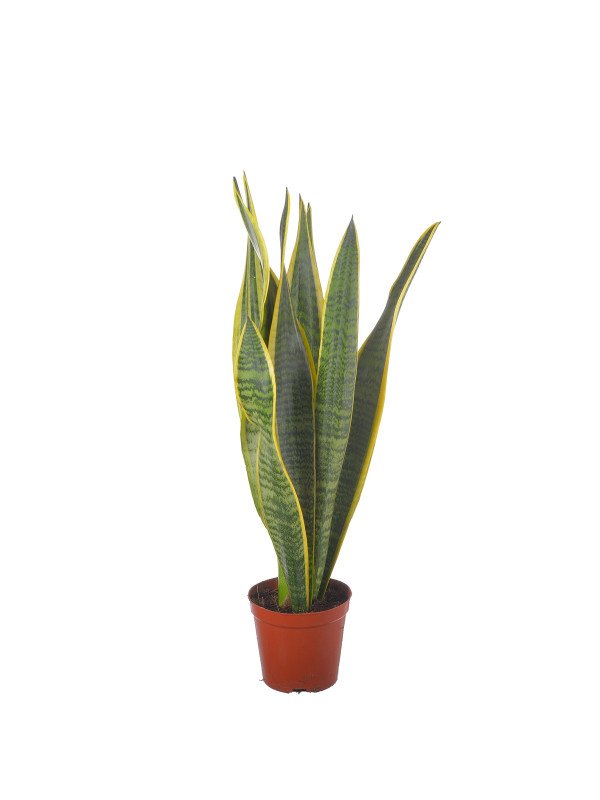 Сансивиерия Лаурентия