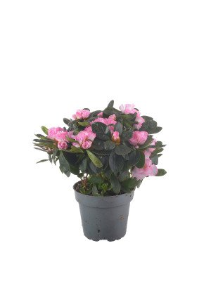 Азалия Хельмут Фогель