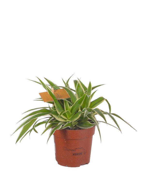 Хлорофитум Оушен