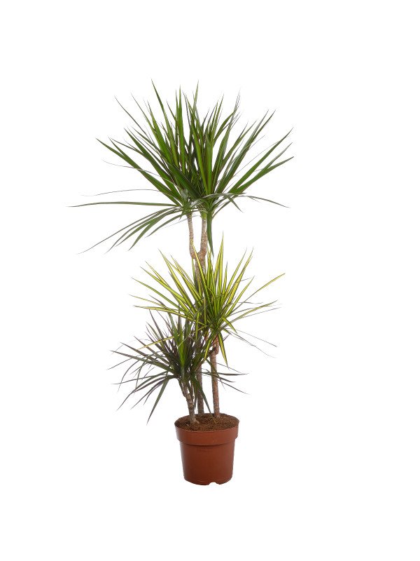 Драцена Карнавал (60+30+15) Драцена Карнавал (60+30+15)