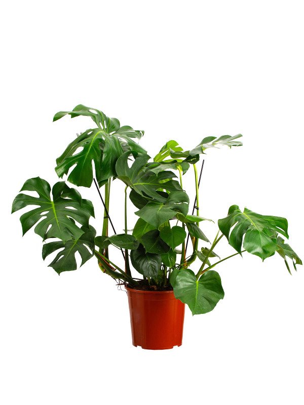 Монстера Деликоза