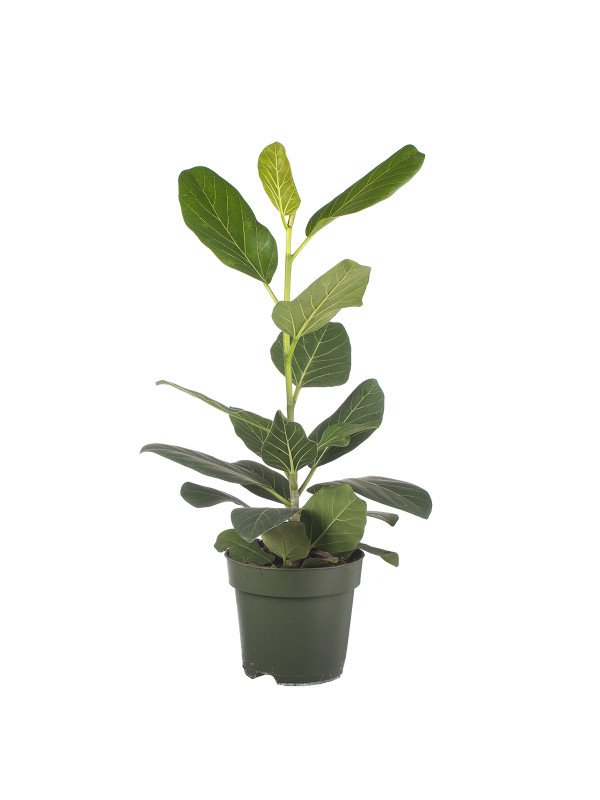 Фикус Одри Фикус Одри