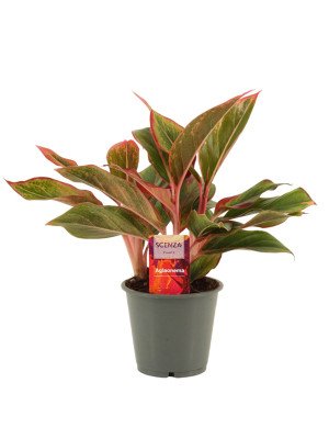 Аглаонема Крит Аглаонема Крит