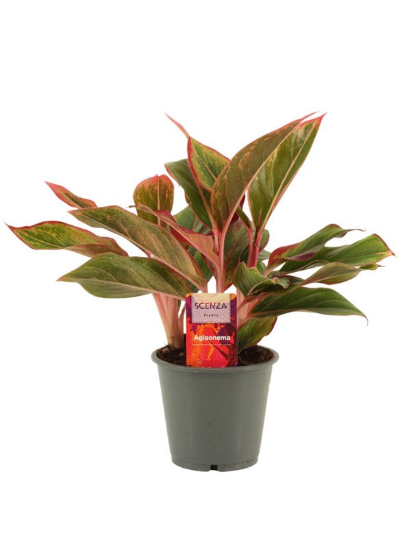Аглаонема Крит Аглаонема Крит