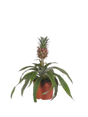 Ананас ‘Росита’ Ананас ‘Росита’