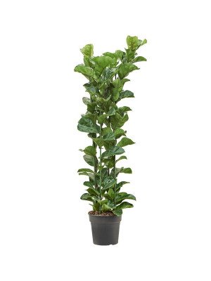 Фикус Лирата Бамбино Фикус Лирата Бамбино