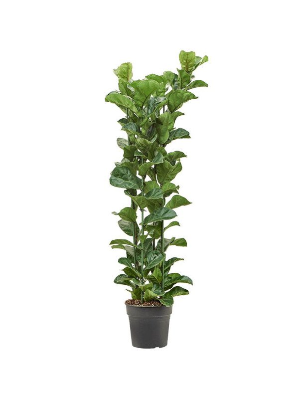 Фикус Лирата Бамбино Фикус Лирата Бамбино