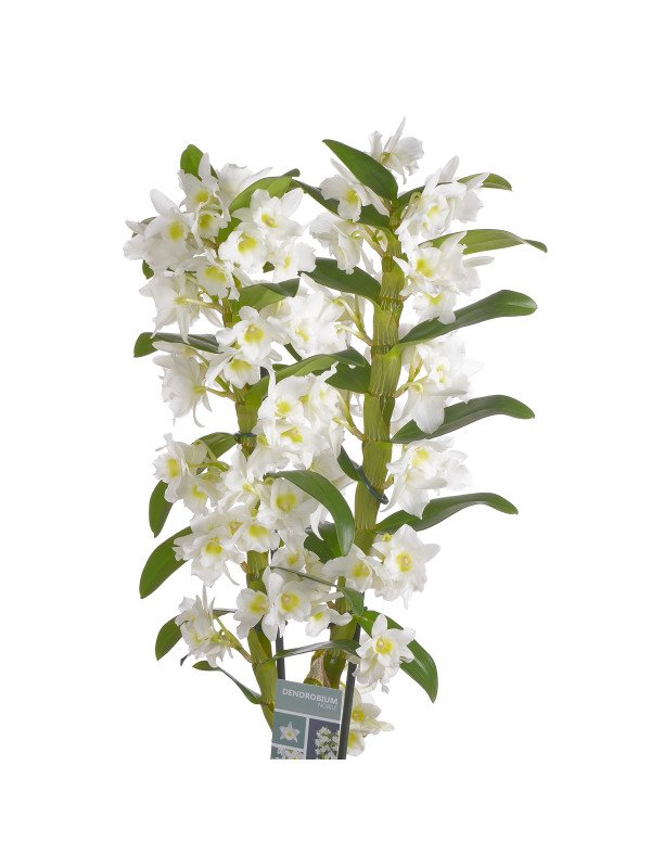 Орхидея Дендробиум Аполлон 2 Цв