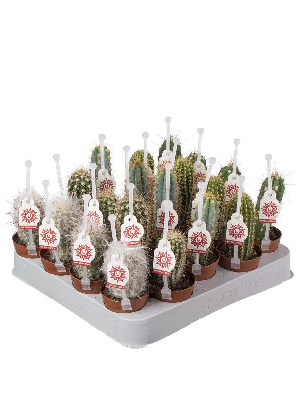 Кактус Цереус с Ручкой