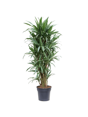 Драцена Варнеки Разветвленная