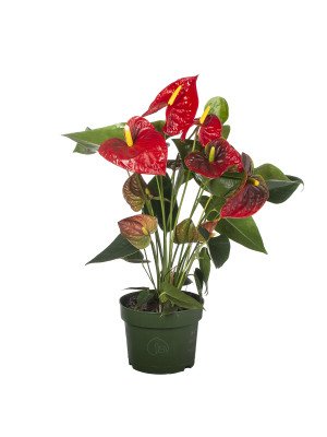 Антуриум Аребо