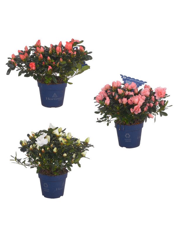 Азалия Симса ‘Хортинно’ микс