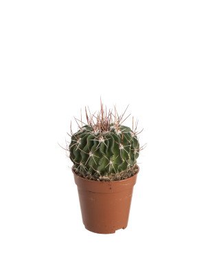 Кактус Эхинофоссулокактус Кактус Эхинофоссулокактус