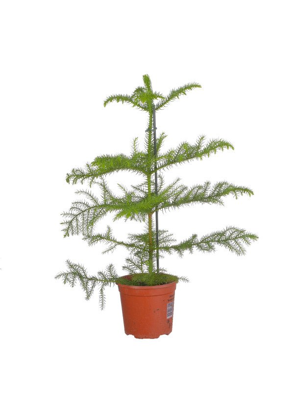 Араукария Гетерофилла