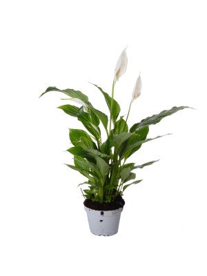 Спатифиллум Шртаусс