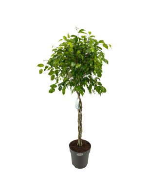 Фикус Бенджамина Экзотика плетеный ствол Фикус Бенджамина Экзотика плетеный ствол