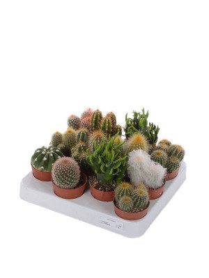 Кактус микс Кактус микс