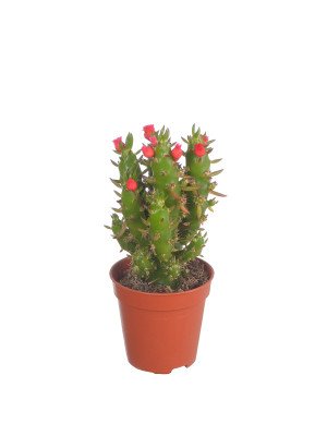 Кактус Опунция Субулата Кактус Опунция Субулата