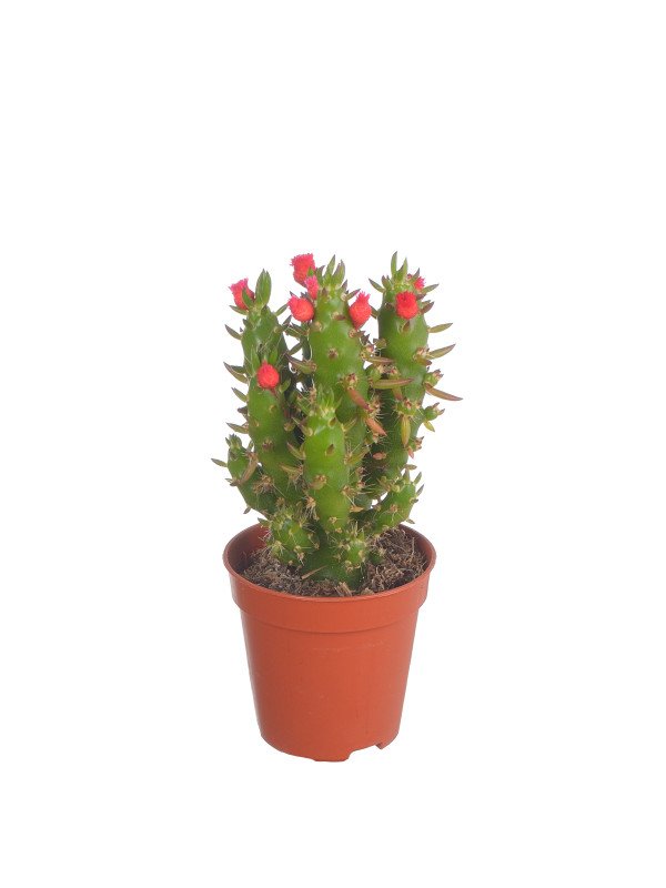 Кактус Опунция Субулата Кактус Опунция Субулата