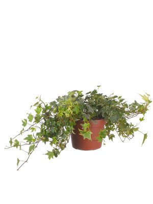 Хедера ‘Уайт Риппли’