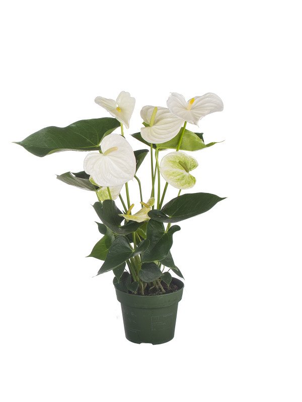 Антуриум Алпин Антуриум Алпин