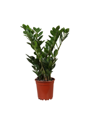 Замиокулькас замиелистный 