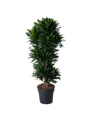 Драцена ‘Компакта’ верт. Драцена ‘Компакта’ верт.