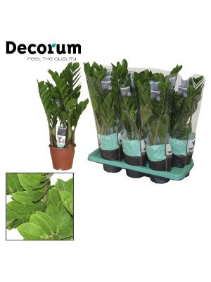 Замиокулькас замиелистный 