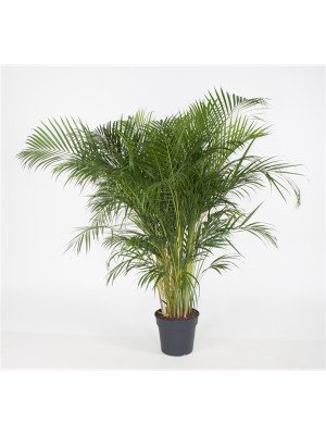 Хризалидокарпус (Арека) Хризалидокарпус (Арека)