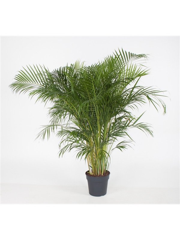 Хризалидокарпус Арека