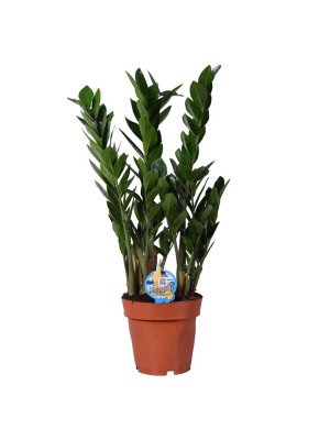 Замиокулькас замиелистный Замиокулькас замиелистный