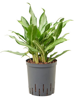 Аглаонема переменчивая ‘Сильвер Лэнс’ Аглаонема переменчивая ‘Сильвер Лэнс’