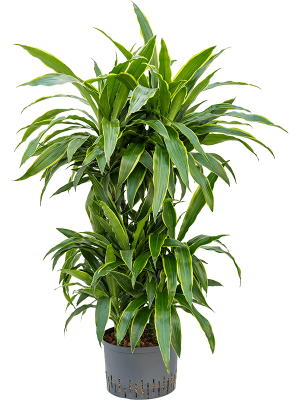 Драцена душистая ‘Артуро’ карусель