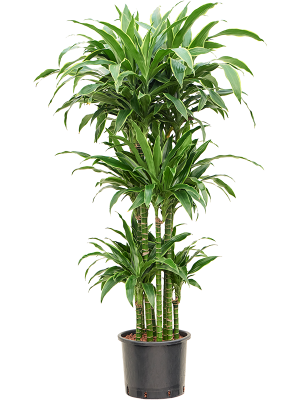 Драцена душистая ‘Артуро’ карусель Драцена душистая ‘Артуро’ карусель