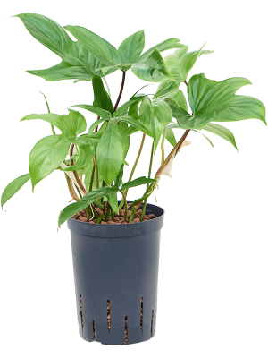 Филодендрон ‘Флорида Гост’