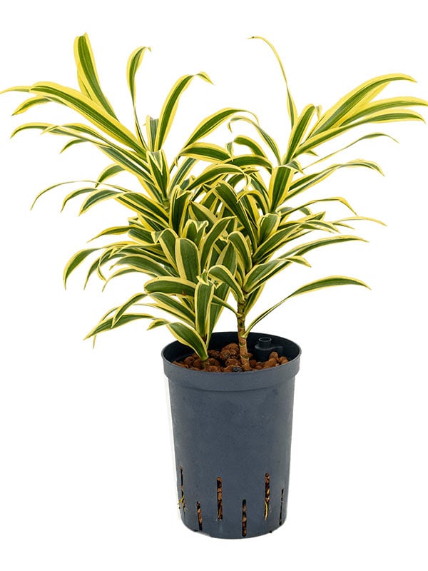 Драцена отогнутая ‘Сонг оф Индиа’