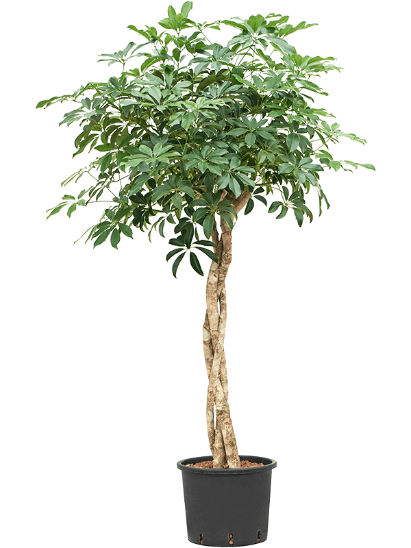 Шеффлера древовидная ‘Компакта’ переплетённый