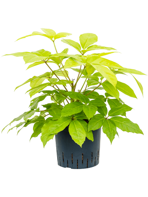 Шеффлера лучелистная ‘Голден Амате’ Шеффлера лучелистная ‘Голден Амате’