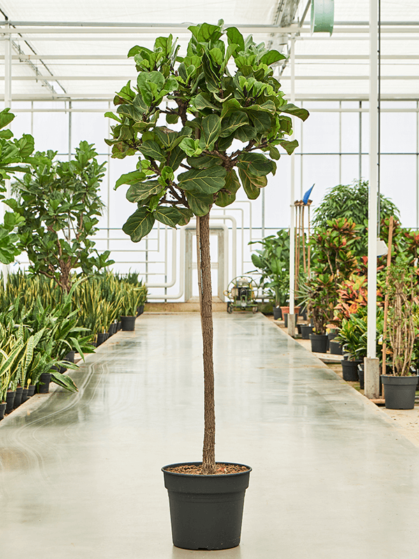 Фикус лировидный