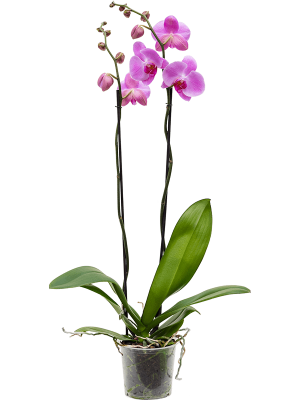 Фаленопсис ‘Царин Пинк’ крупноцветковый розовый 2 цветоноса