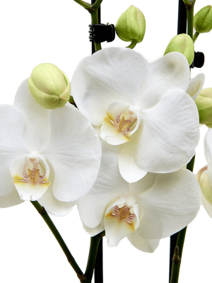 Фаленопсис ‘Кристина’ белый 2 цветоноса